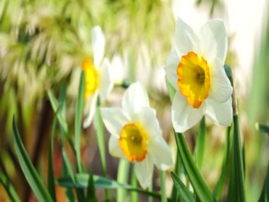 Rüzgarda sallanan parlak renkli çiçek