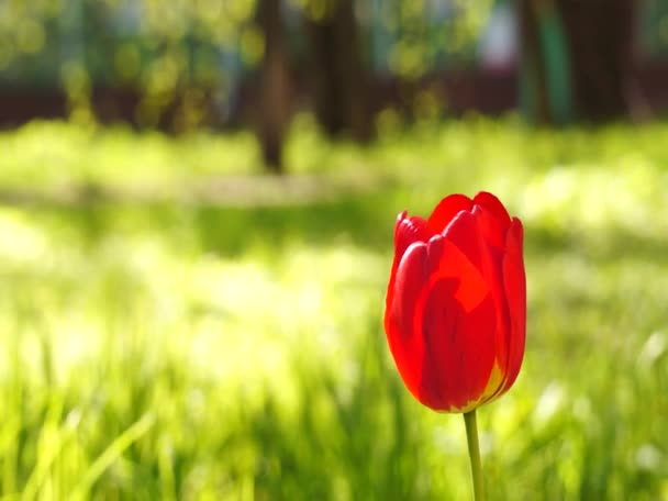 Ljusa färgglada blommor vajar i vinden — Stockvideo