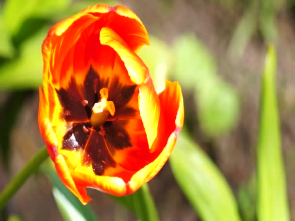 Ljusa färgglada blommor vajar i vinden — Stockvideo