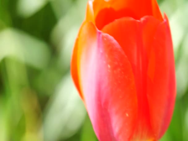 Bright colorful flowers swaying in the wind — Stock Video