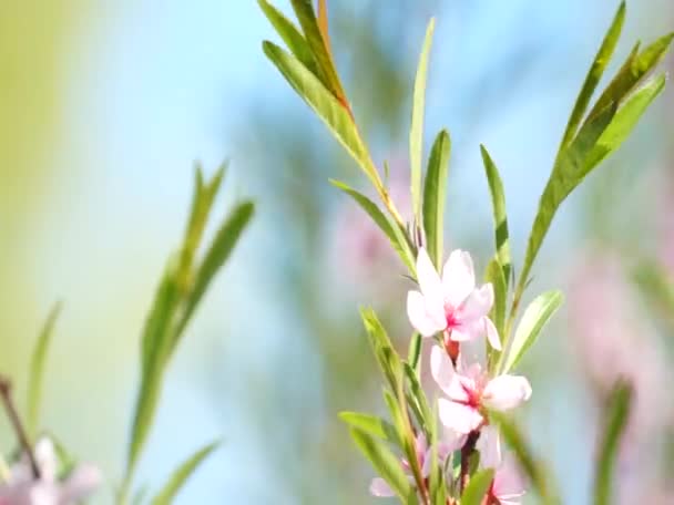 Fleurs colorées lumineuses se balançant dans le vent — Video