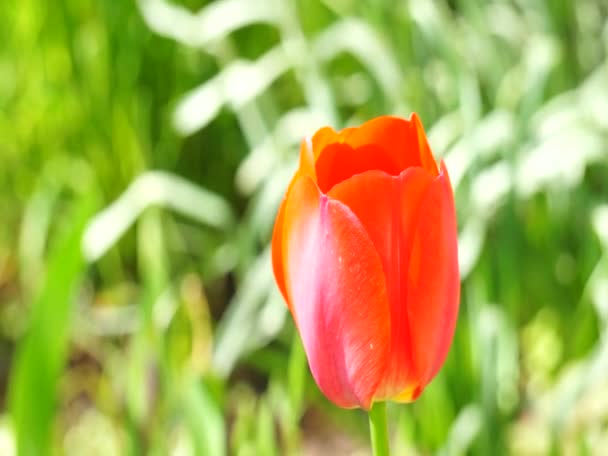 Fleurs colorées lumineuses se balançant dans le vent 