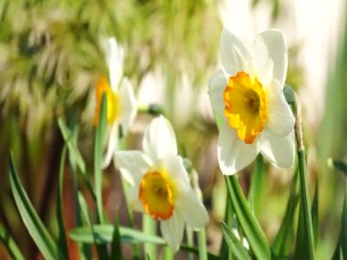 Rüzgarda sallanan parlak renkli çiçek