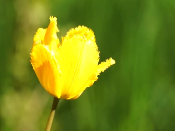 Leuchtend bunte Blumen wiegen sich im Wind — Stockvideo