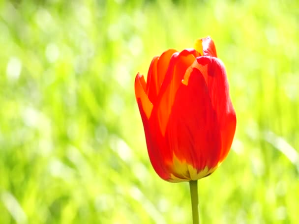 Zářivě barevné květy kymácí ve větru — Stock video