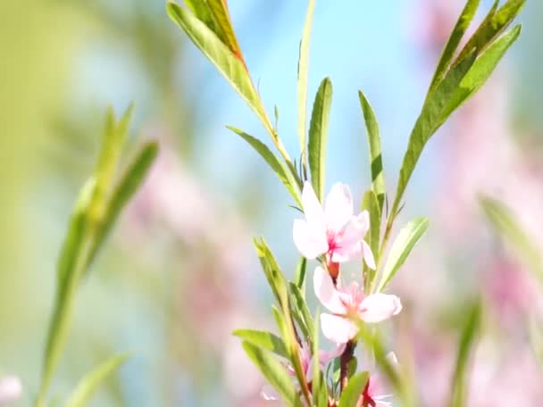 Leuchtend bunte Blumen wiegen sich im Wind — Stockvideo