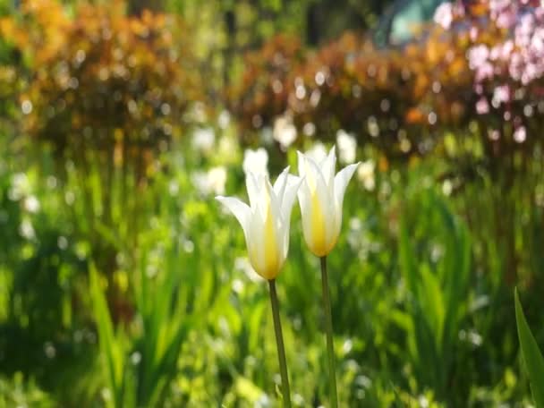 Flores brillantes y coloridas balanceándose en el viento — Vídeo de stock