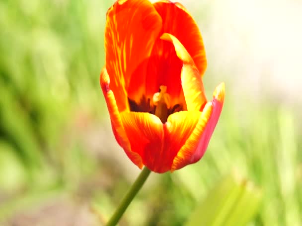 Ljusa färgglada blommor vajar i vinden — Stockvideo