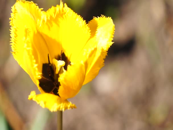 Ljusa färgglada blommor vajar i vinden — Stockvideo