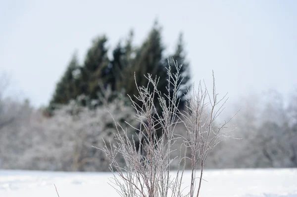 Visningar och Detaljer för snö täckta skog — Stockfoto