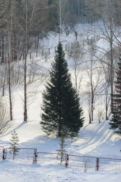 Visningar och Detaljer för snö täckta skog — Stockfoto