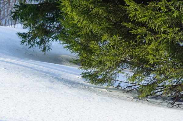 Vistas e detalhes da floresta coberta de neve — Fotografia de Stock