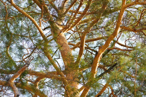 Tree brunssit ja rungot metsässä aikaisin keväällä — kuvapankkivalokuva