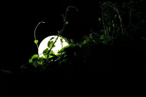 Runde Glühbirne in Blättern — Stockfoto
