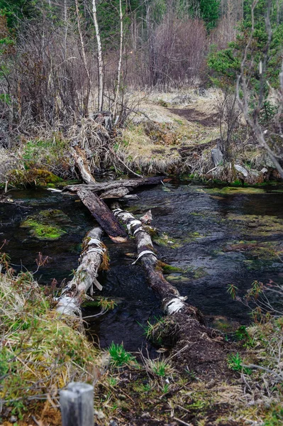 Log causeway attraverso un torrente foresta — Foto Stock