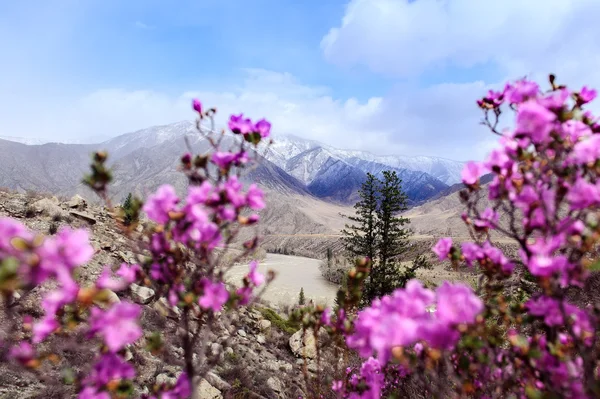 Rhododendron och blommor i Altai — Stockfoto