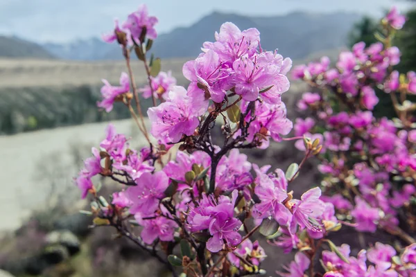 Rhododendron och blommor i Altai — Stockfoto