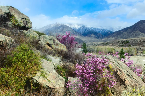 Рододендрон і квіти в Алтай — стокове фото