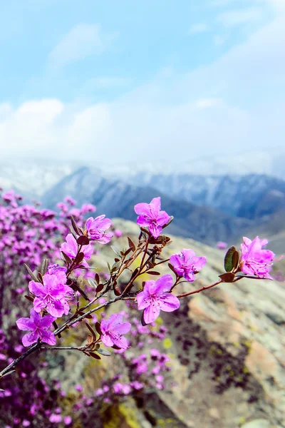 Rododendro e flores em Altai — Fotografia de Stock