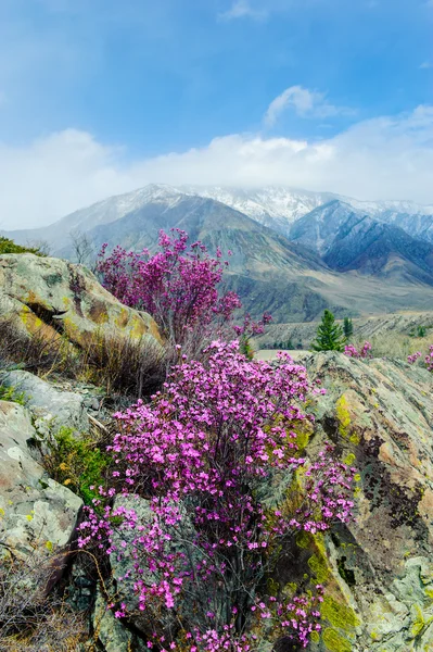 Rhododendron und Blumen im Altai — Stockfoto