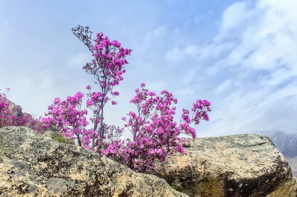 Rhododendron und Blumen im Altai — Stockfoto