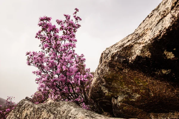 Rododendros y flores en Altai — Foto de Stock