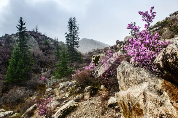 Rododendro e flores em Altai — Fotografia de Stock