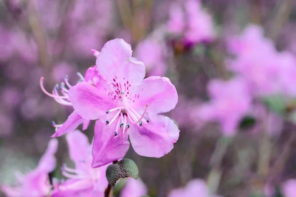 Rododendrony i kwiaty w Ałtaju — Zdjęcie stockowe