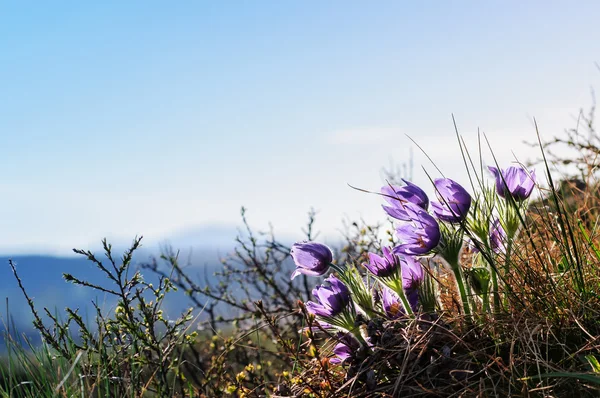 Rododendros y flores en Altai — Foto de Stock