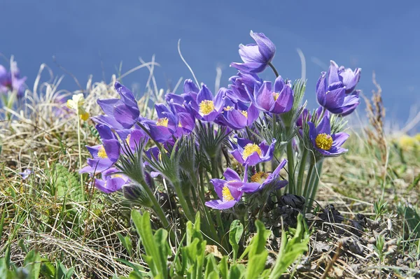 Kwiaty kwitnące w dzikiej przyrody — Zdjęcie stockowe