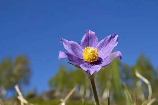 Fiori che sbocciano nella natura selvaggia — Foto Stock