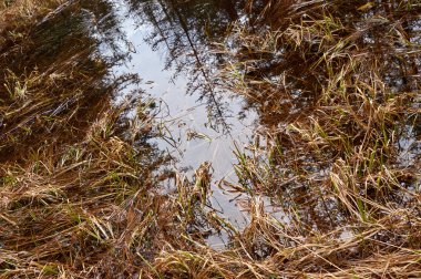 bir su birikintisi bir bataklık yansımaları ile