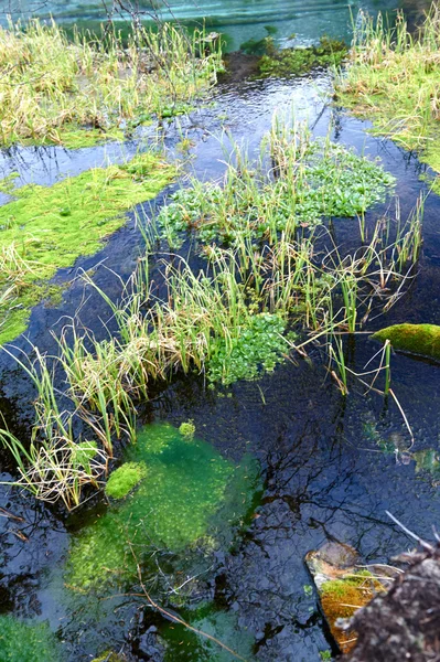 A creek in a swamp — Stock Photo, Image
