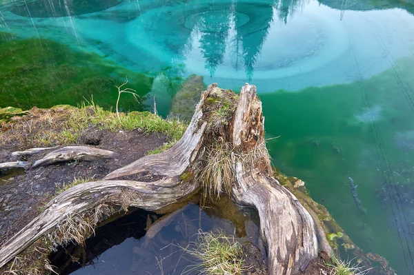 Sceenery del bosque salvaje de Siberia - taiga — Foto de Stock