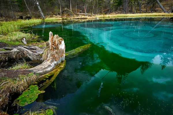 Sceenery del bosque salvaje de Siberia - taiga — Foto de Stock