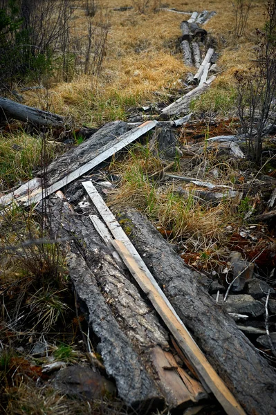 Sccenery of wild Siberian forest — Stock Photo, Image