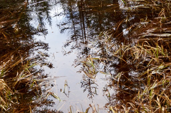 Un charco con reflejos en un pantano — Foto de Stock