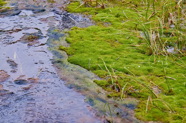 Un arroyo en un pantano — Foto de Stock