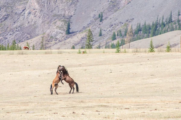 Horses playing bridal game in Altai — Stock Photo, Image