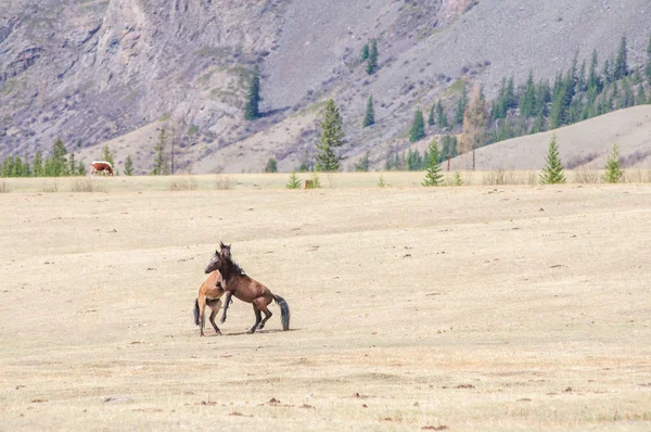 Horses playing bridal game in Altai — Stock Photo, Image