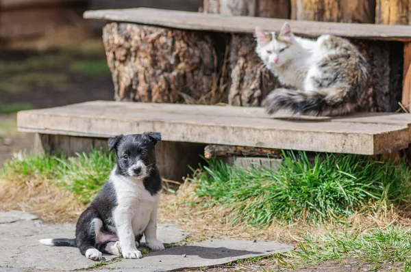 Small puppy and kitten on a wooden ladder — Stock Fotó