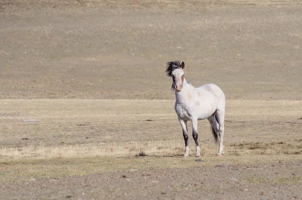 Horses striding in Altai steppe — Stock Photo, Image