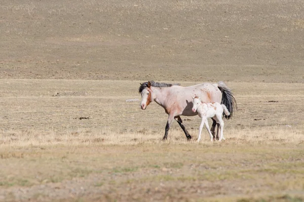 Horses striding in Altai steppe — Stock Photo, Image