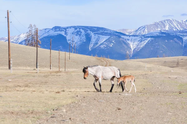 Cavalos caminhando na estepe de Altai — Fotografia de Stock