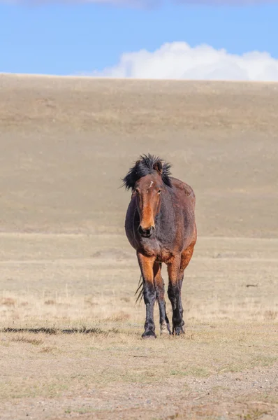 Paarden schrijdend in Altaj steppe — Stockfoto