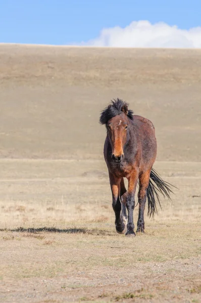 Paarden schrijdend in Altaj steppe — Stockfoto