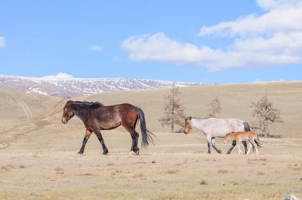 Paarden schrijdend in Altaj steppe — Stockfoto