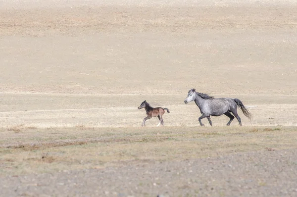 Horses striding in Altai steppe — Stock Photo, Image