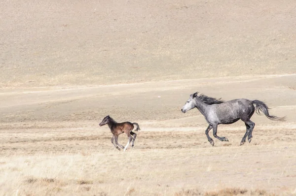 Horses striding in Altai steppe — Stock Photo, Image