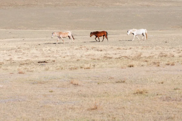 Paarden schrijdend in Altaj steppe — Stockfoto